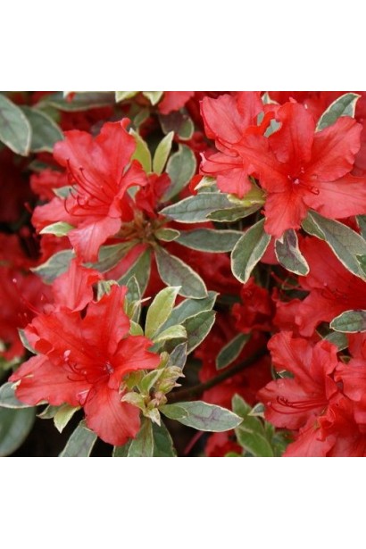 Яскраві квіти Hot Shot Variegata у весняному саду.