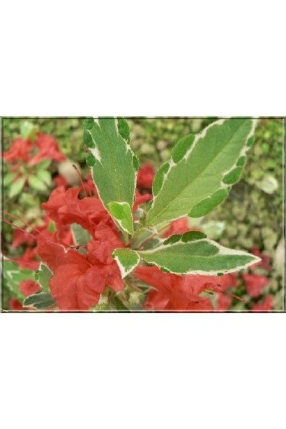 Кущ Hot Shot – акцент для яскравого ландшафту.