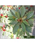 Рододендрон японський Хот Шот Варієгата | Rhododendron Hot Shot Variegata | Рододендрон японский Хот Шот Вариегата