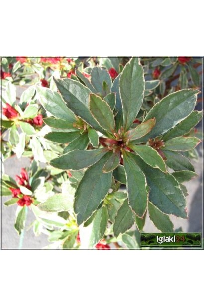 Стильний кущ для сучасних і класичних садів.