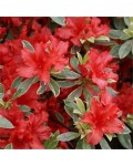 Рододендрон японський Хот Шот Варієгата | Rhododendron Hot Shot Variegata | Рододендрон японский Хот Шот Вариегата