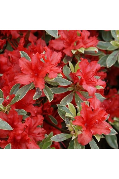 Квітучий Hot Shot Variegata привертає увагу своїми фарбами.