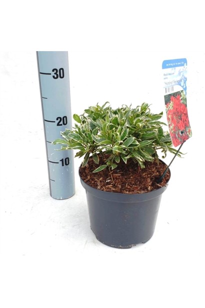 Саджанці рододендрона Hot Shot доступні в контейнерах.