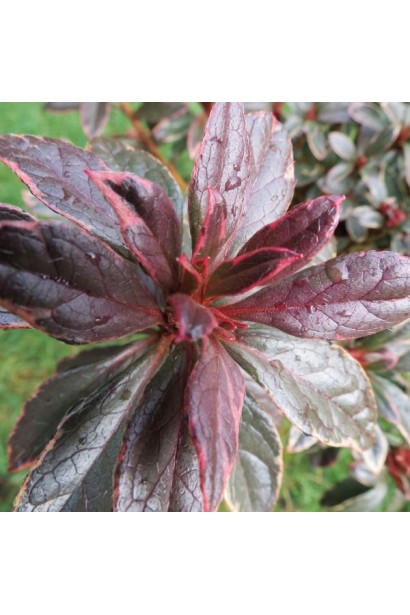 Рододендрон японський Хот Шот Варієгата