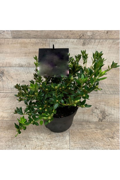 Саджанці Excelsior доступні в садовому центрі.