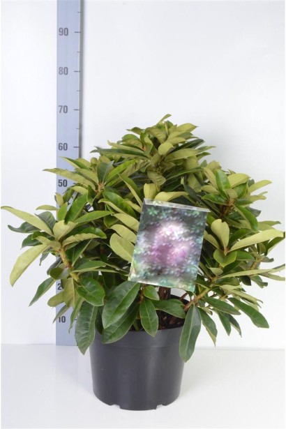 Кущ Excelsior ідеальний для декоративного озеленення саду.