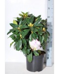 Рододендрон якушиманський Ексельсіор | Rhododendron yakushimanum Excelsior | Рододендрон якушиманский Эксельсиор