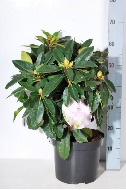 Саджанець Excelsior готовий до посадки в саду.