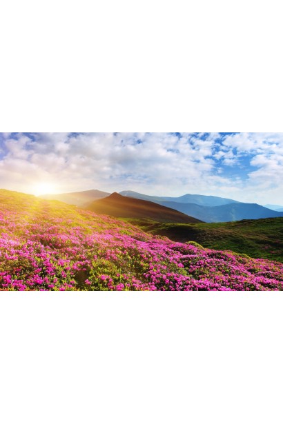 Рододендрон якушиманській Ексельсіор