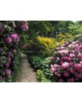 Рододендрон якушиманский Эксельсиор | Rhododendron yakushimanum Excelsior | Рододендрон якушиманській Ексельсіор