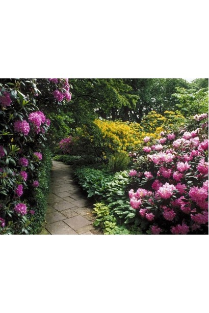 Ніжні квіти Excelsior прикрашають весняний пейзаж.