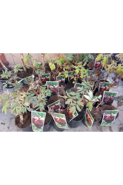 Півонія деревовидна Блек саджанці готові до висадки