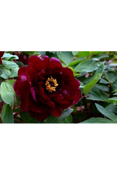 Квітка півонії  деревовидна Блек 