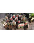 Пион древовидный Пинк | Paeonia suffruticosa Pink | Півонія деревовидна Пінк
