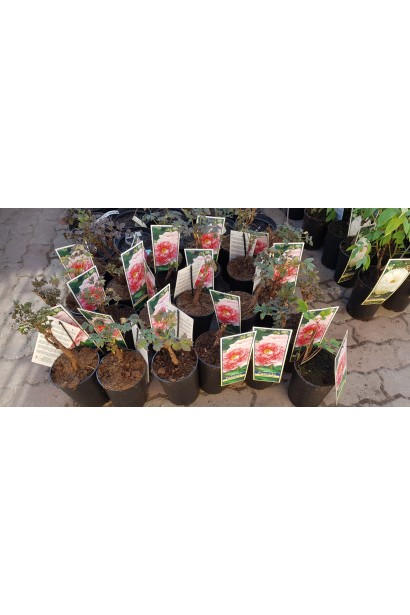 Саджанці Півонія деревовидна Пінк готові до висадки