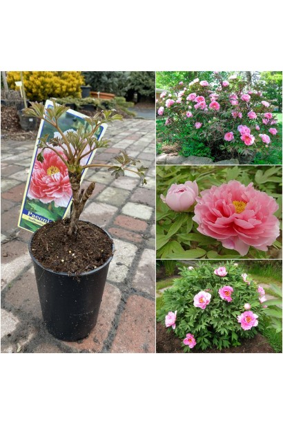 Paeonia suffruticosa Pink – символ краси та гармонії у вашому саду.
