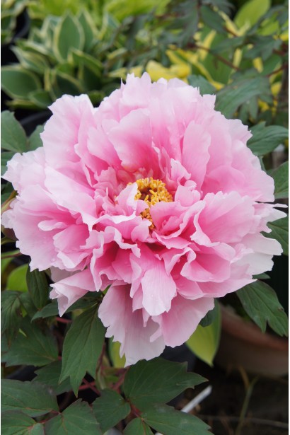 Квітка півонії деревовидної Пінк: елегантність у кожній пелюстці.