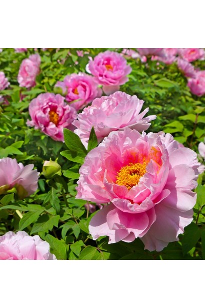 Півонія деревовидна Пінк: ніжні рожеві квіти з витонченим ароматом.