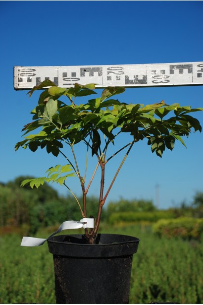 Саджанець в контейнері Півонія деревовидна Пурпл