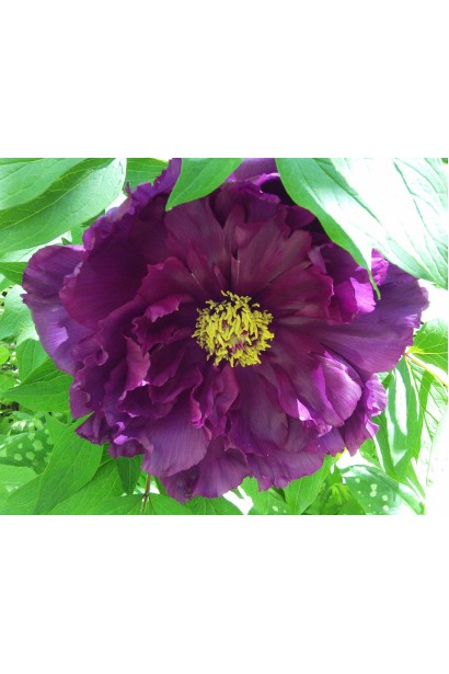 Квітуча півонія деревовидна Пурпл: вишуканість і шарм у кожній квітці.