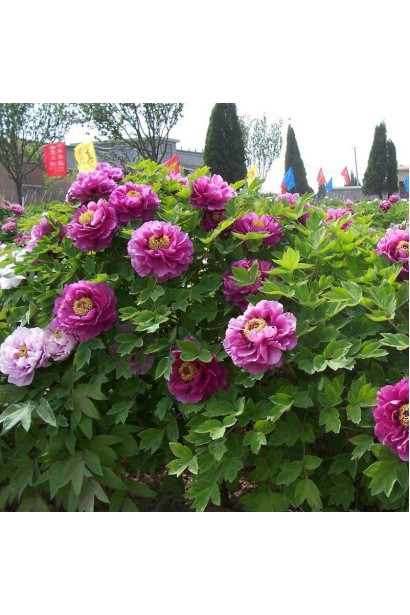 Квітка півонії Пурпл: насичений відтінок і ніжний аромат.