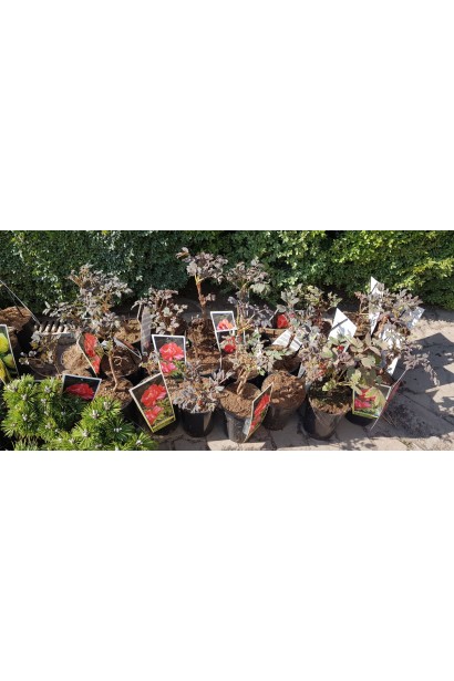 Саженцы Пиона древовидного Ред готовы к высадке