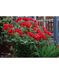 Пион древовидный Ред | Paeonia suffruticosa Red | Півонія деревовидна Ред