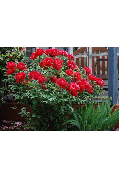 Цветы Пиона древовидная Ред: насыщенный оттенок и нежный аромат.