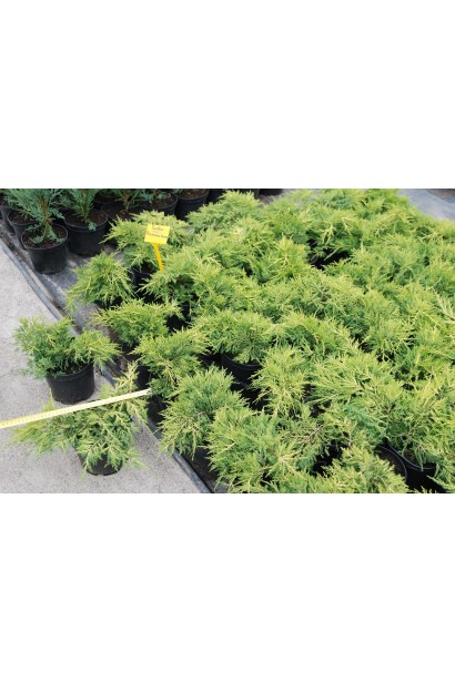 Можжевельник средний Пфитцериана Ауреа