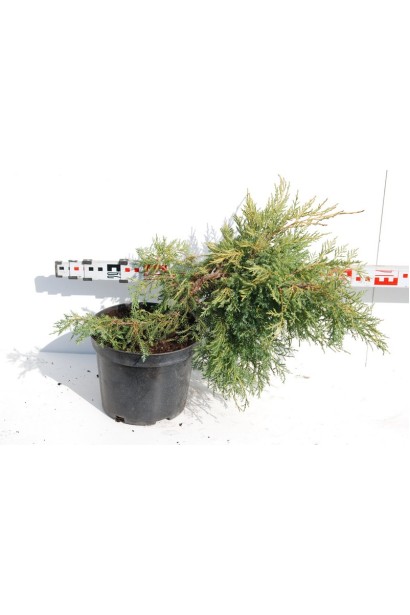 Можжевельник средний Пфитцериана Ауреа