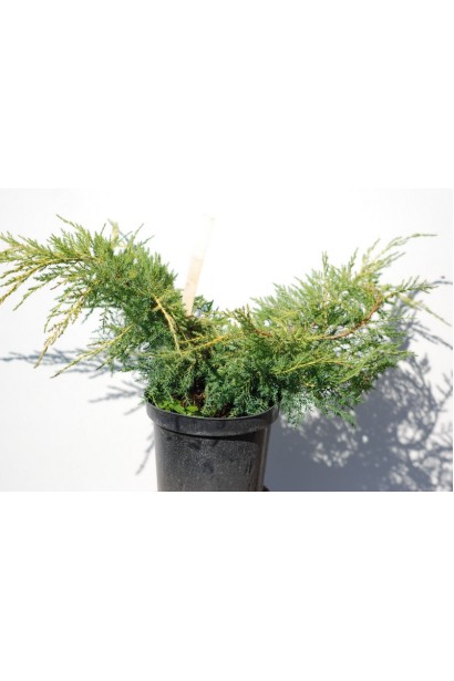 Juniperus media Pfitzeriana Aurea