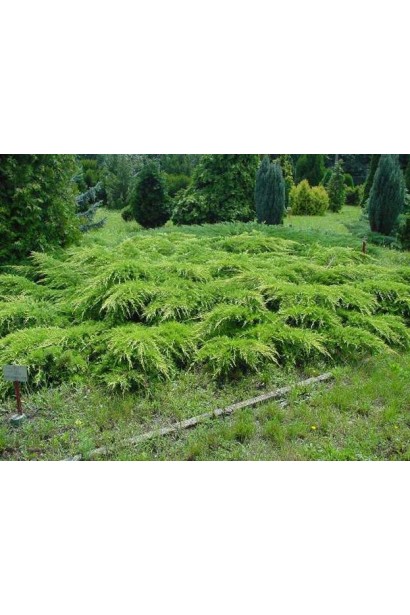 Можжевельник средний Пфитцериана Ауреа в ландшафте