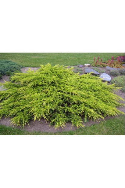 Можжевельник средний Пфитцериана Ауреа