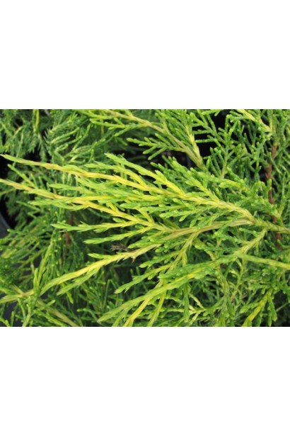 Можжевельник средний Пфитцериана Ауреа хвоя