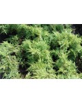 Можжевельник средний Пфитцериана Ауреа | Ялівець середній Пфітцеріана Ауреа | Juniperus media Pfitzeriana Aurea