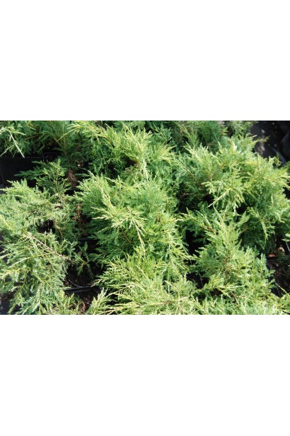 Juniperus media Pfitzeriana Aurea