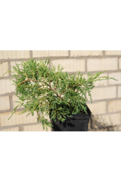 Можжевельник средний Пфитцериана Ауреа