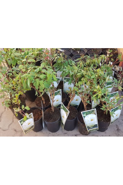 Саджанці Півонії деревовидної Вайт