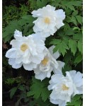 Півонія деревовидна Вайт | Paeonia suffruticosa White | Пион древовидный Вайт