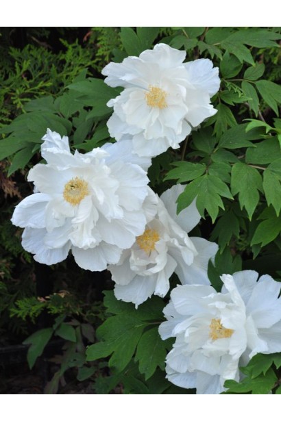 Квіти півонії деревовидної Вайт
