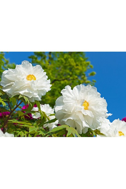 Квіти півонії деревовидної Вайт