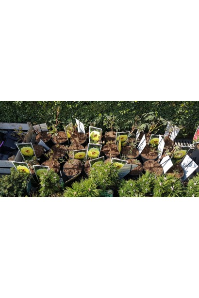 Півонія деревовидна Єллоу саджанці