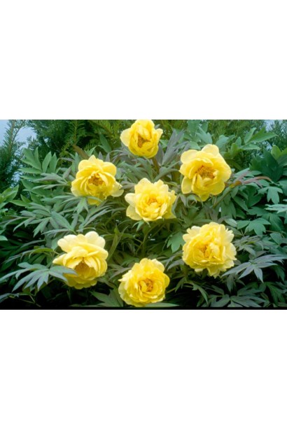 Квітка півонії деревовидної Єллоу: витонченість у яскраво-жовтому відтінку.