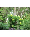Пион древовидный Еллоу | Paeonia suffruticosa Yellow | Півонія деревовидна Єллоу