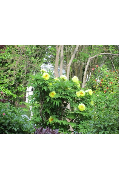 Кущ півонії Єллоу: розкішний акцент у вашому саду.