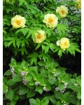 Пион древовидный Еллоу | Paeonia suffruticosa Yellow | Півонія деревовидна Єллоу