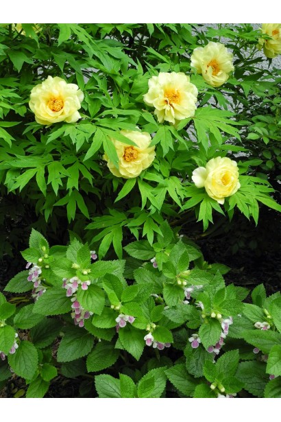 Півонія деревовидна Єллоу: сонячні квіти з ніжним ароматом.