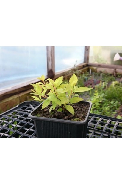 Spiraea prunifolia Goldfire