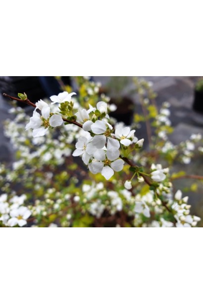 Spiraea prunifolia Goldfire