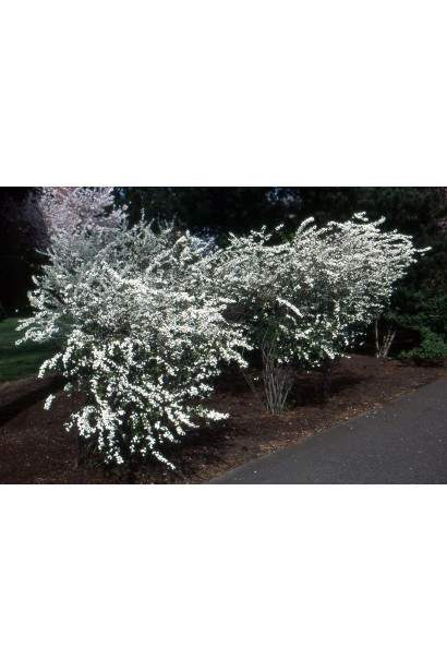 Голдфаєр — привабливий кущ для ландшафтного дизайну.